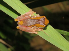 Dendropsophus arndti
