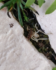 Isotomurus