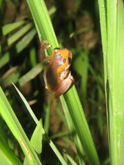 Dendropsophus arndti