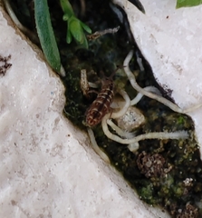 Isotomurus
