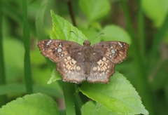 Caprona ransonnettii