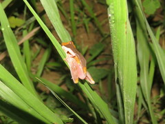 Dendropsophus arndti