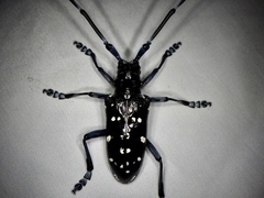 Anoplophora chinensis
