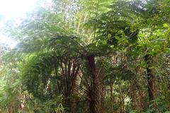 Cyatheaceae