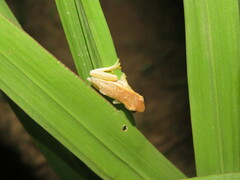 Dendropsophus walfordi
