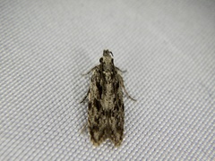 Faristenia quercivora