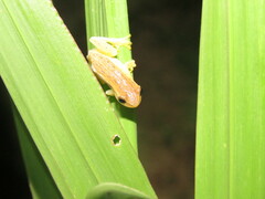 Dendropsophus walfordi
