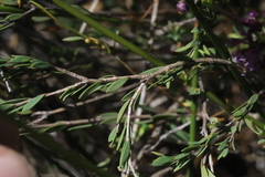 Melaleuca thymifolia