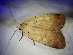 Sineugraphe oceanica