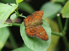 Pseudocoladenia dan