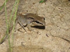 Leptodactylus elenae