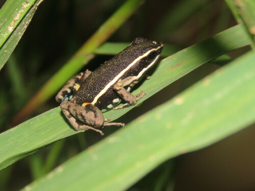Spot-legged Poison Frog, Ameerega picta