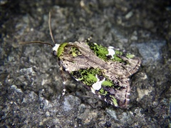 Prometopus flavicollis