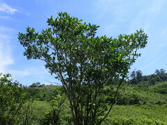Voacanga thouarsii