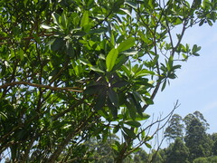Voacanga thouarsii