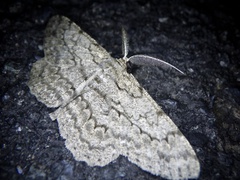 Hypomecis punctinalis conferenda