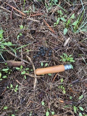 Oryctolagus cuniculus