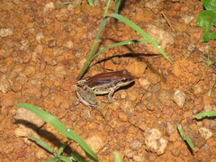 Leptodactylus elenae