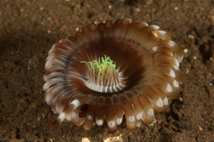 Ceriantharia
