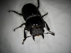 Dorcus rectus rectus