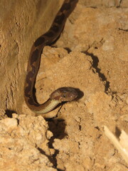 Leptodeira annulata