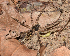 Lycosoidea