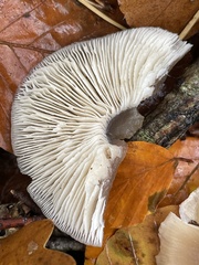 Marasmiineae