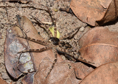 Lycosoidea