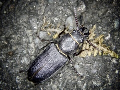 Spondylis buprestoides