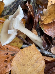 Marasmiineae