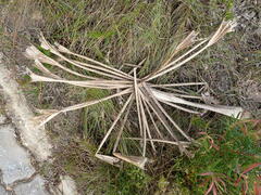 Brunsvigia orientalis