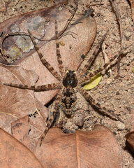 Lycosoidea