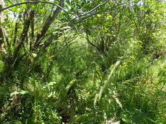 Cyclosorus interruptus