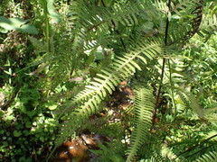 Cyclosorus interruptus