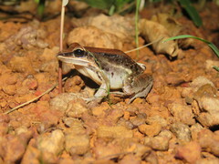 Leptodactylus elenae
