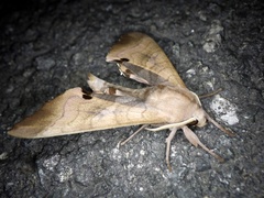 Marumba echephron