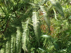 Cyclosorus interruptus