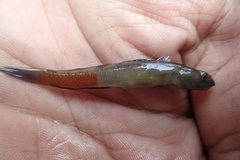 Sicyopus