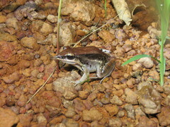 Leptodactylus elenae
