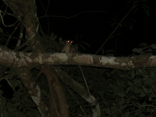 Brown-eared Woolly Opossum
