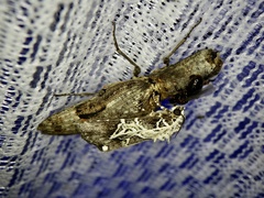 Cryptalaus larvatus pini