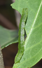 Heterorachis devocata