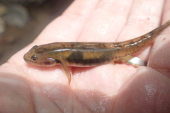 Sicyopus auxilimentus