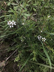 Leptospermum continentale