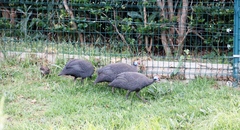 Numida meleagris coronatus