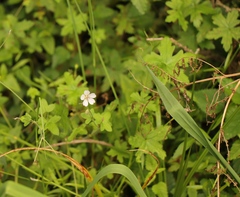 Geranium ornithopodon