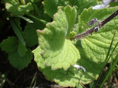 Coleus hadiensis