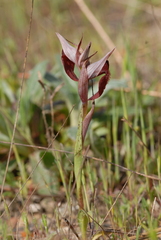Serapias cordigera