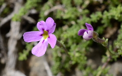 Jamesbrittenia calciphila