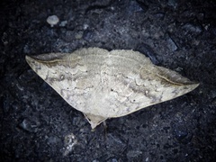 Blasticorhinus unduligera